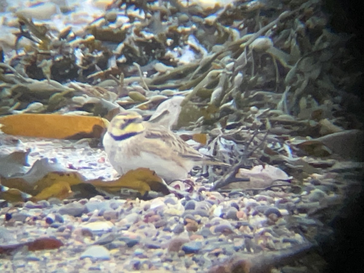 Horned Lark - ML631314079