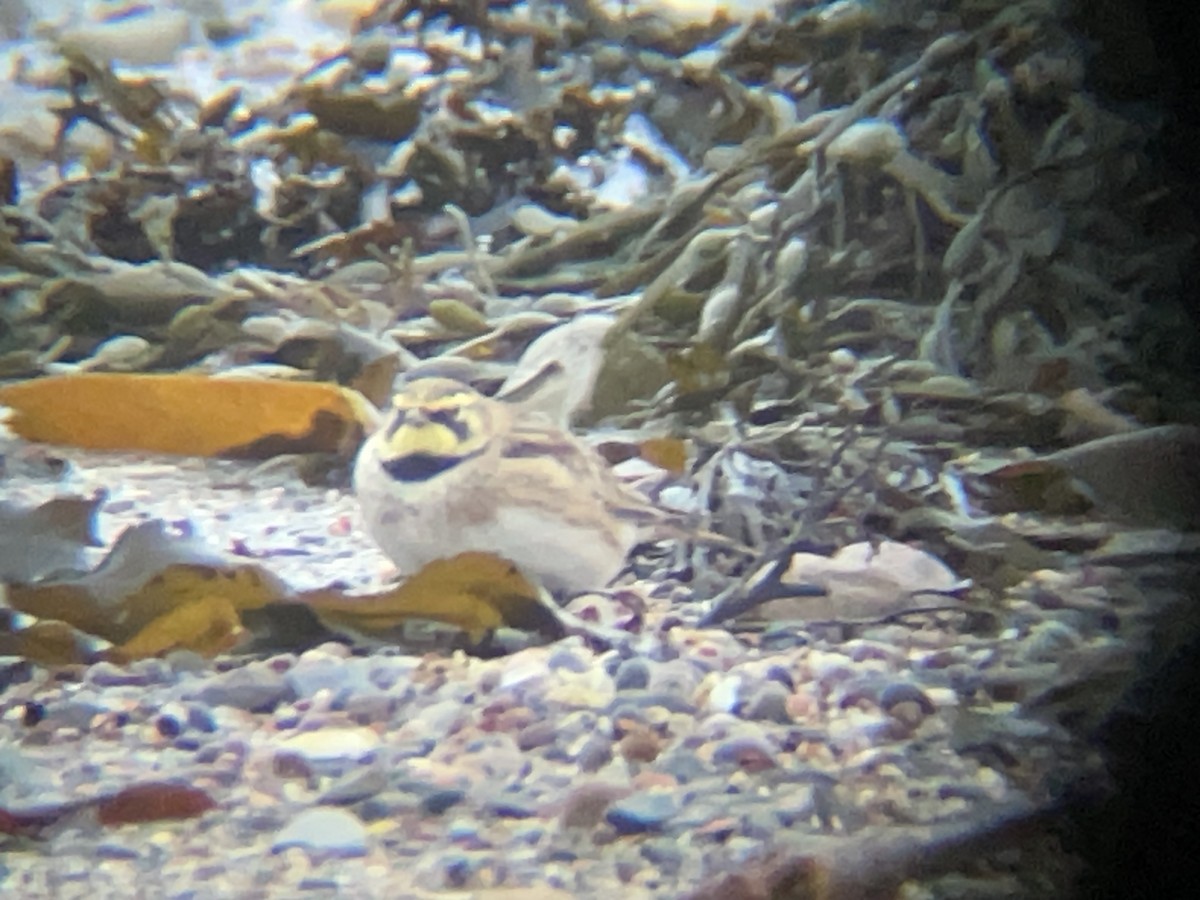 Horned Lark - ML631314081