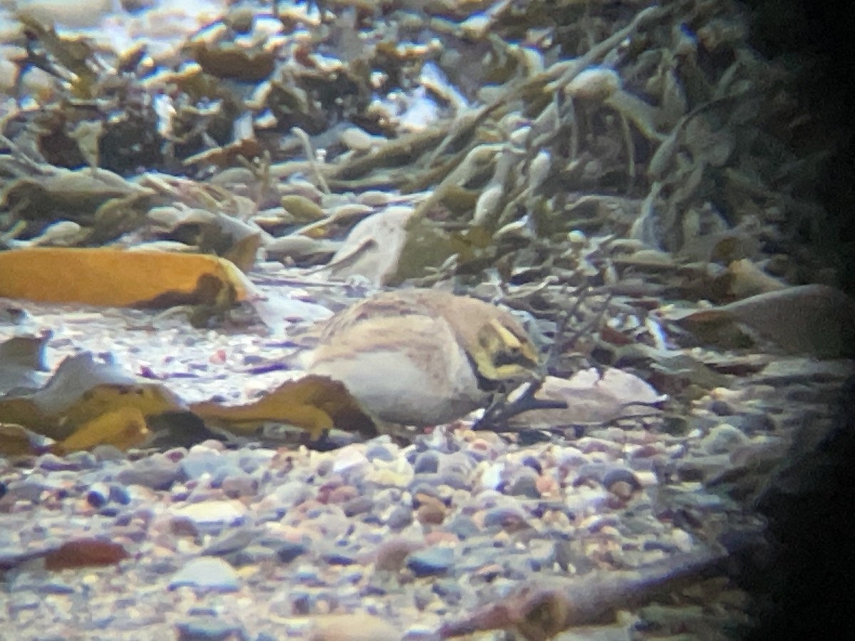 Horned Lark - ML631314082