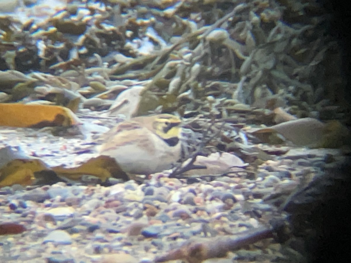 Horned Lark - ML631314083