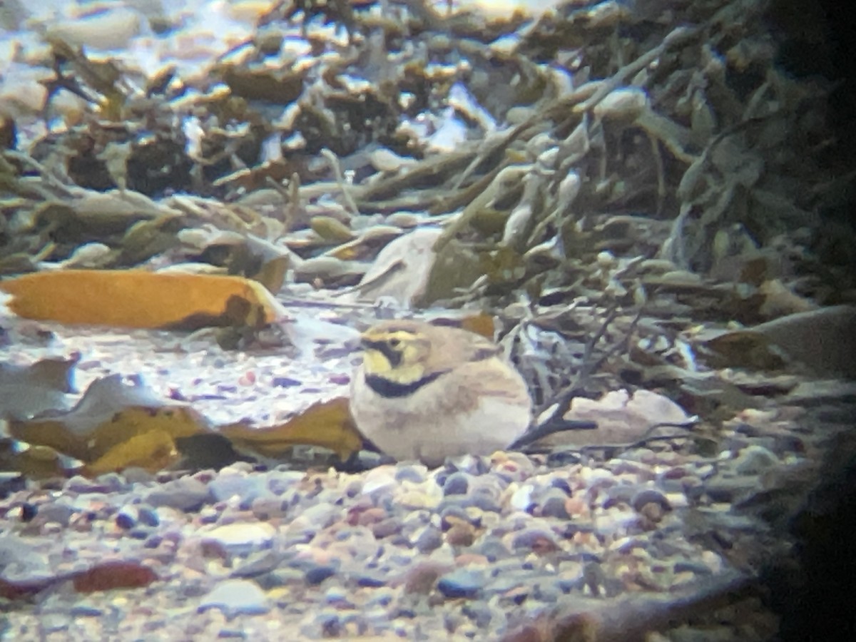 Horned Lark - ML631314086