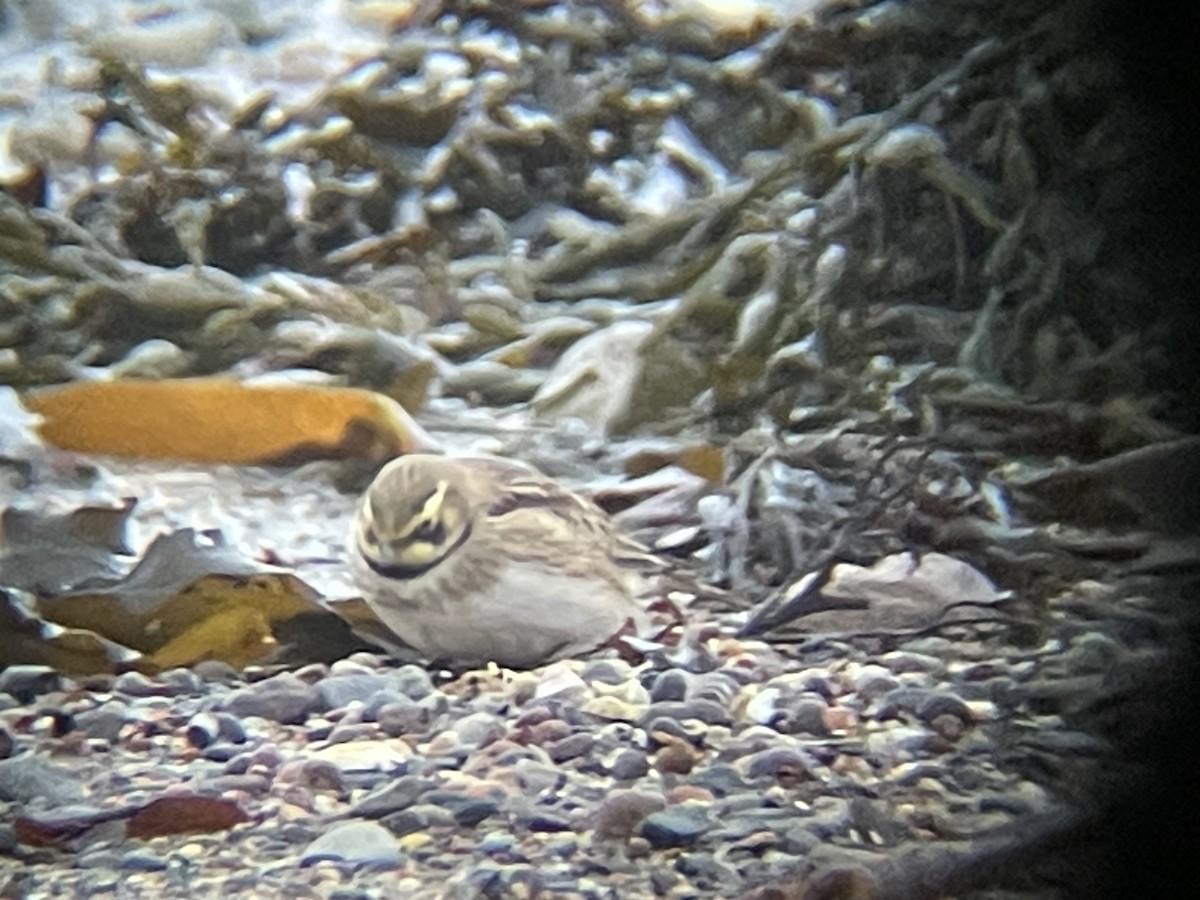 Horned Lark - ML631314088