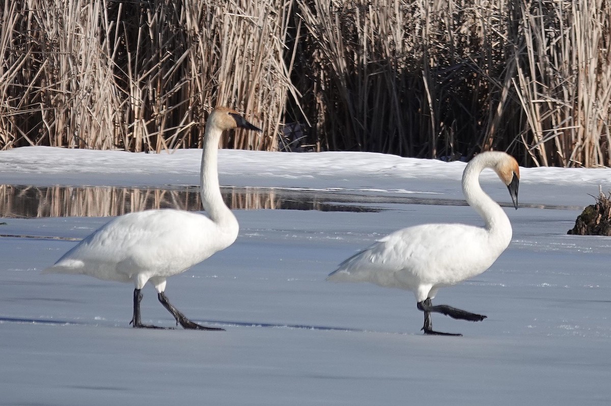 Trumpeter Swan - ML631314111