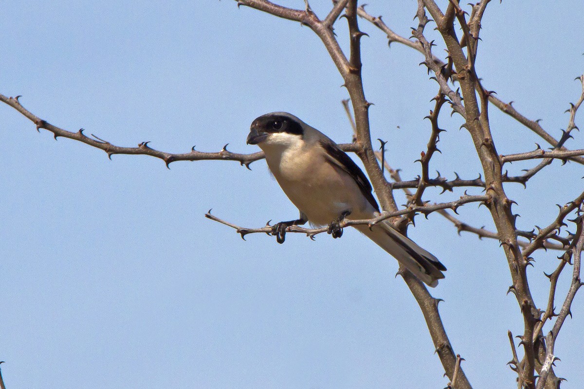 Lesser Gray Shrike - ML631314133