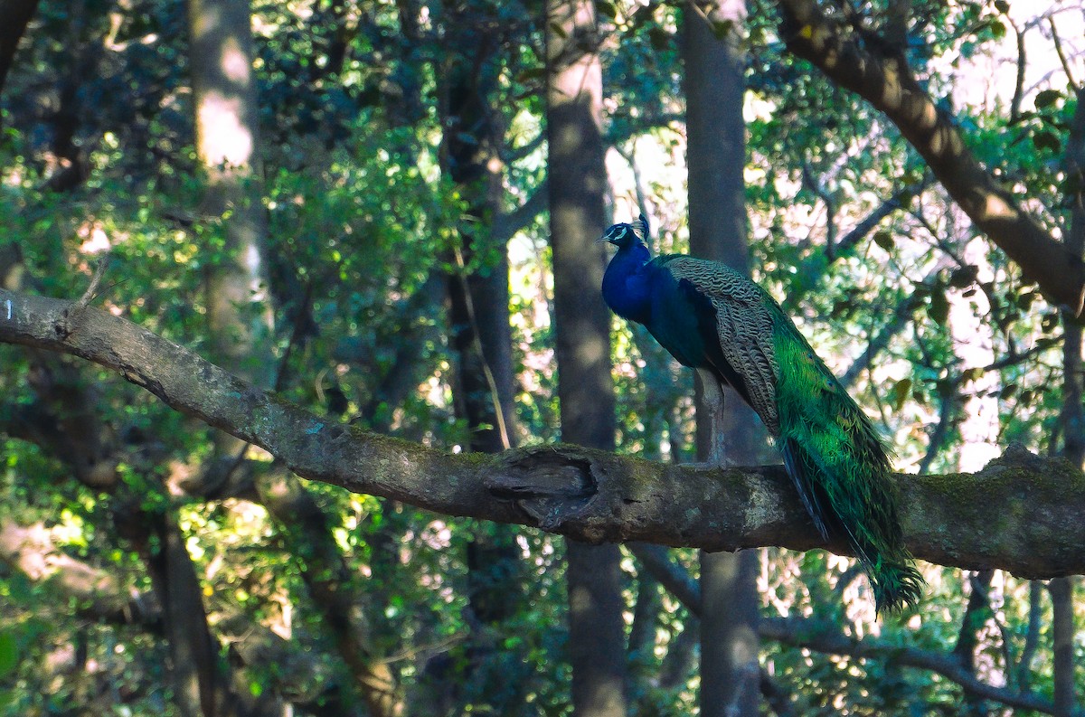 Индийский павлин - ML631314198