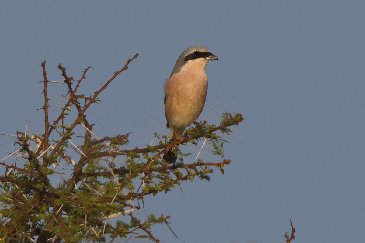 Red-backed Shrike - ML631314241