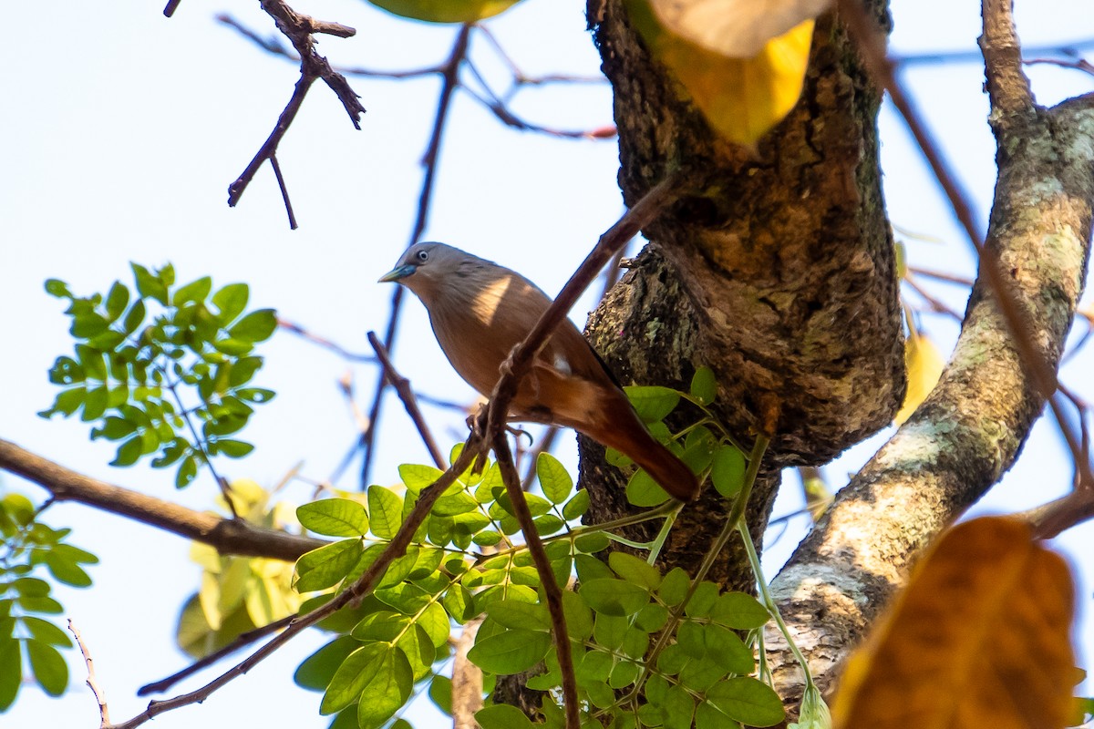 Сероголовый скворец - ML631314251