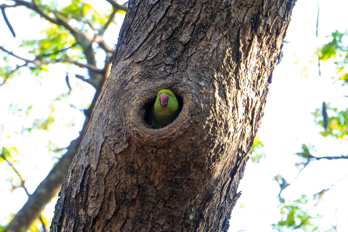 Попугай Крамера - ML631314373