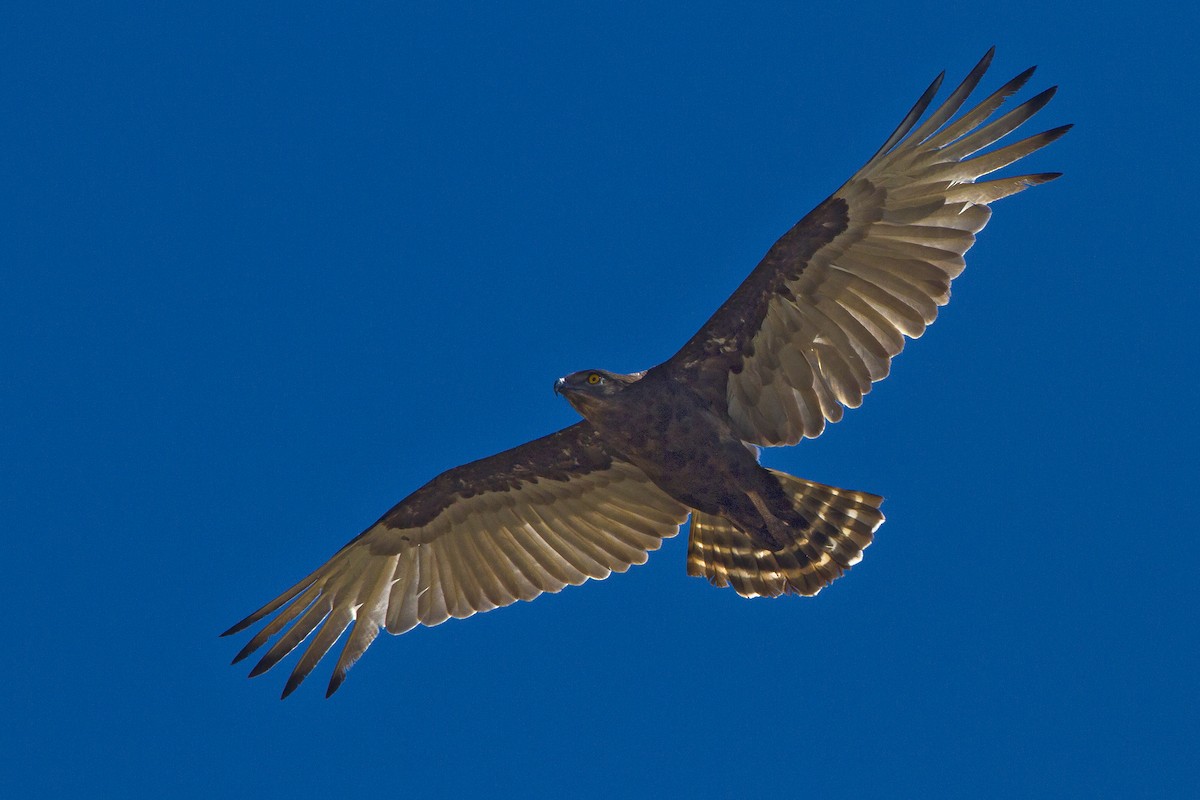 Brown Snake-Eagle - ML631314442