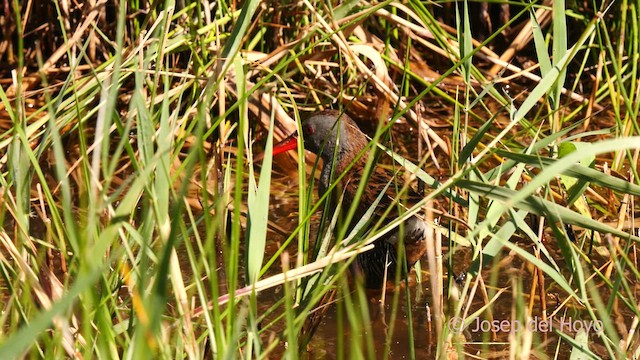 Water Rail - ML631314574