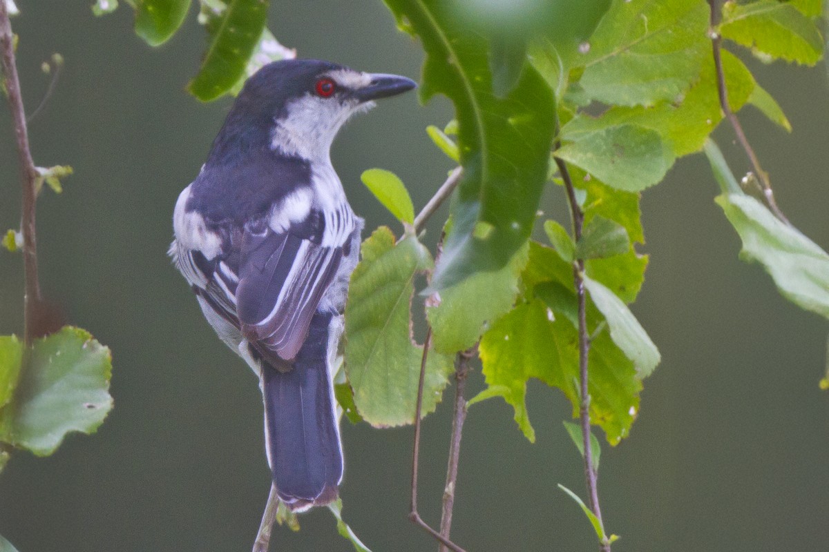 Black-backed Puffback - ML631314600