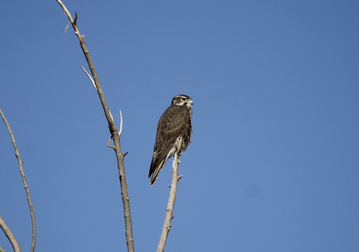 Prairie Falcon - ML631314730