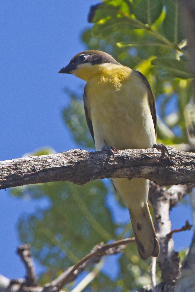 Greater Honeyguide - ML631314731