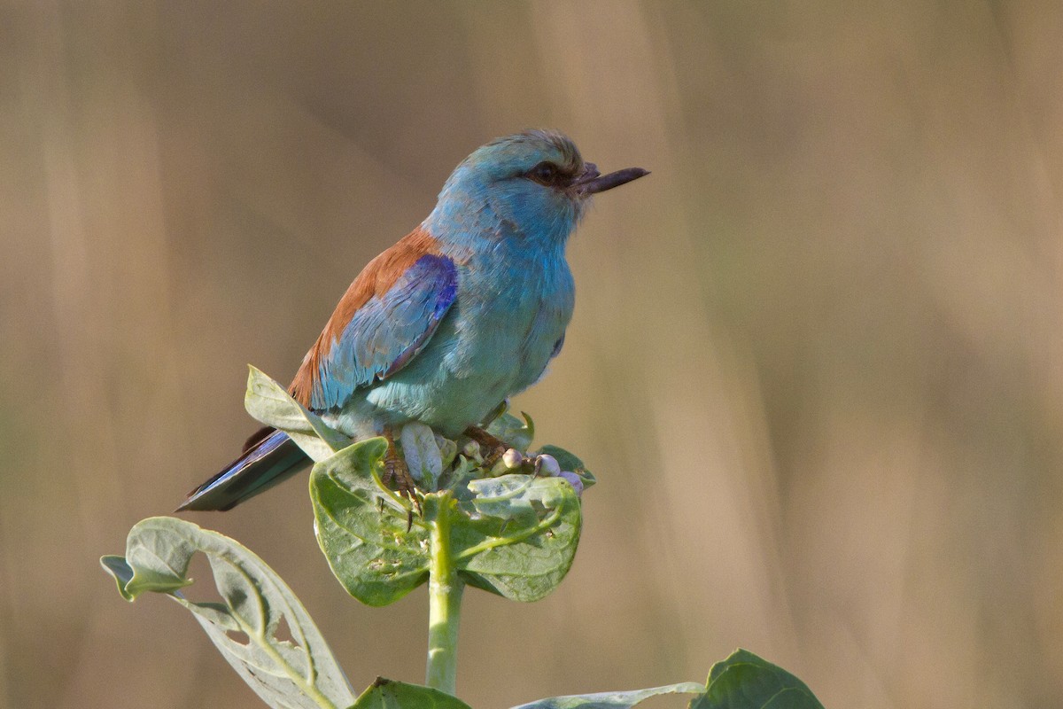 European Roller - ML631314767