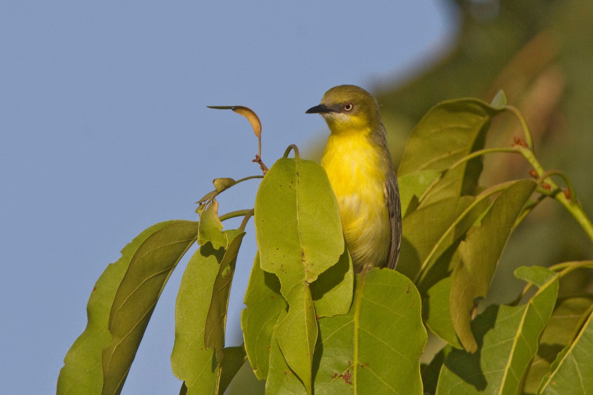 Green-capped Eremomela - ML631314844