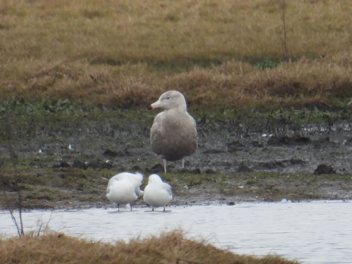 Glaucous Gull - ML631314864