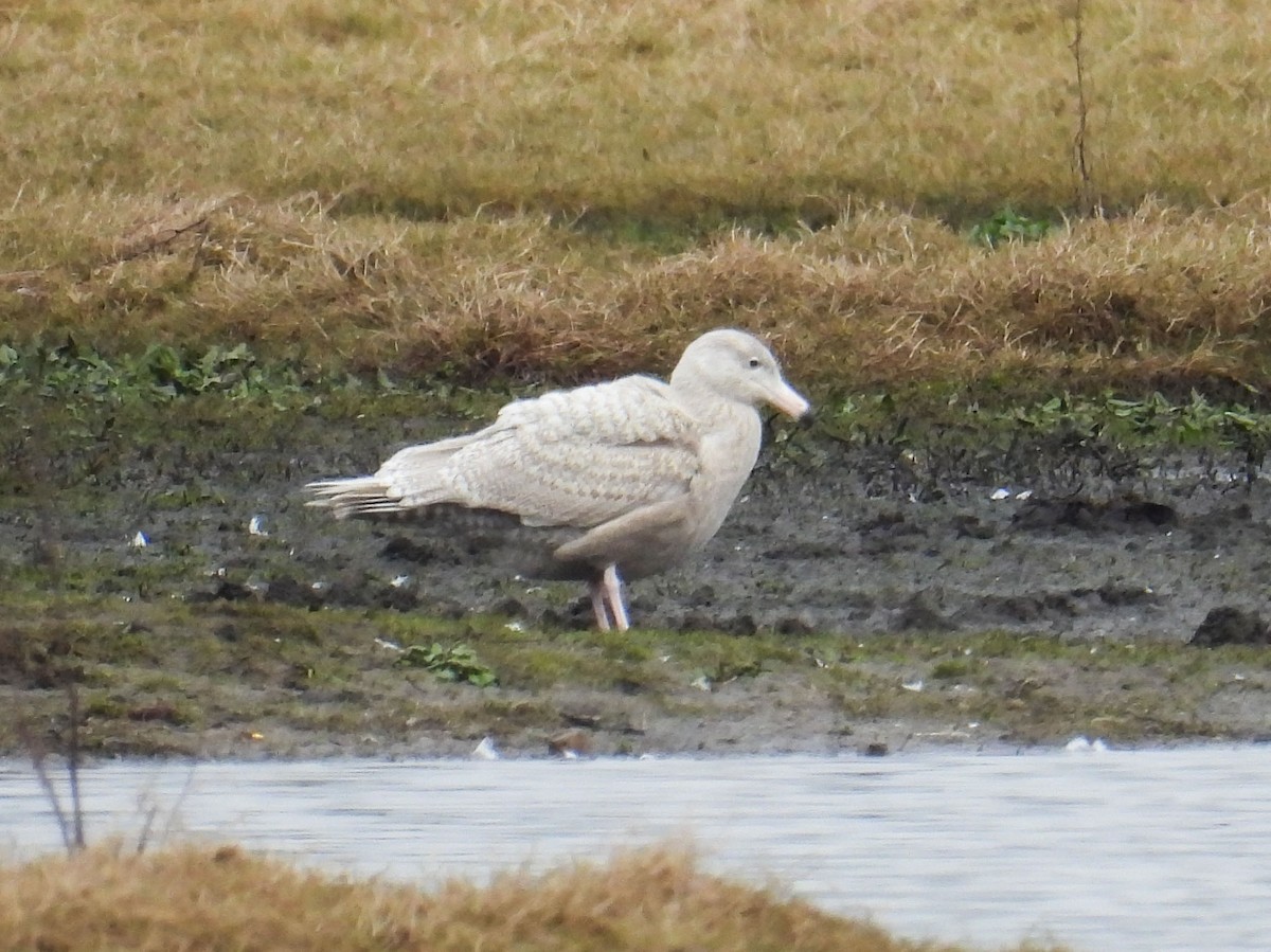 Glaucous Gull - ML631314867