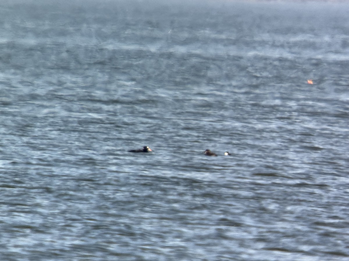 Surf Scoter - ML631314878