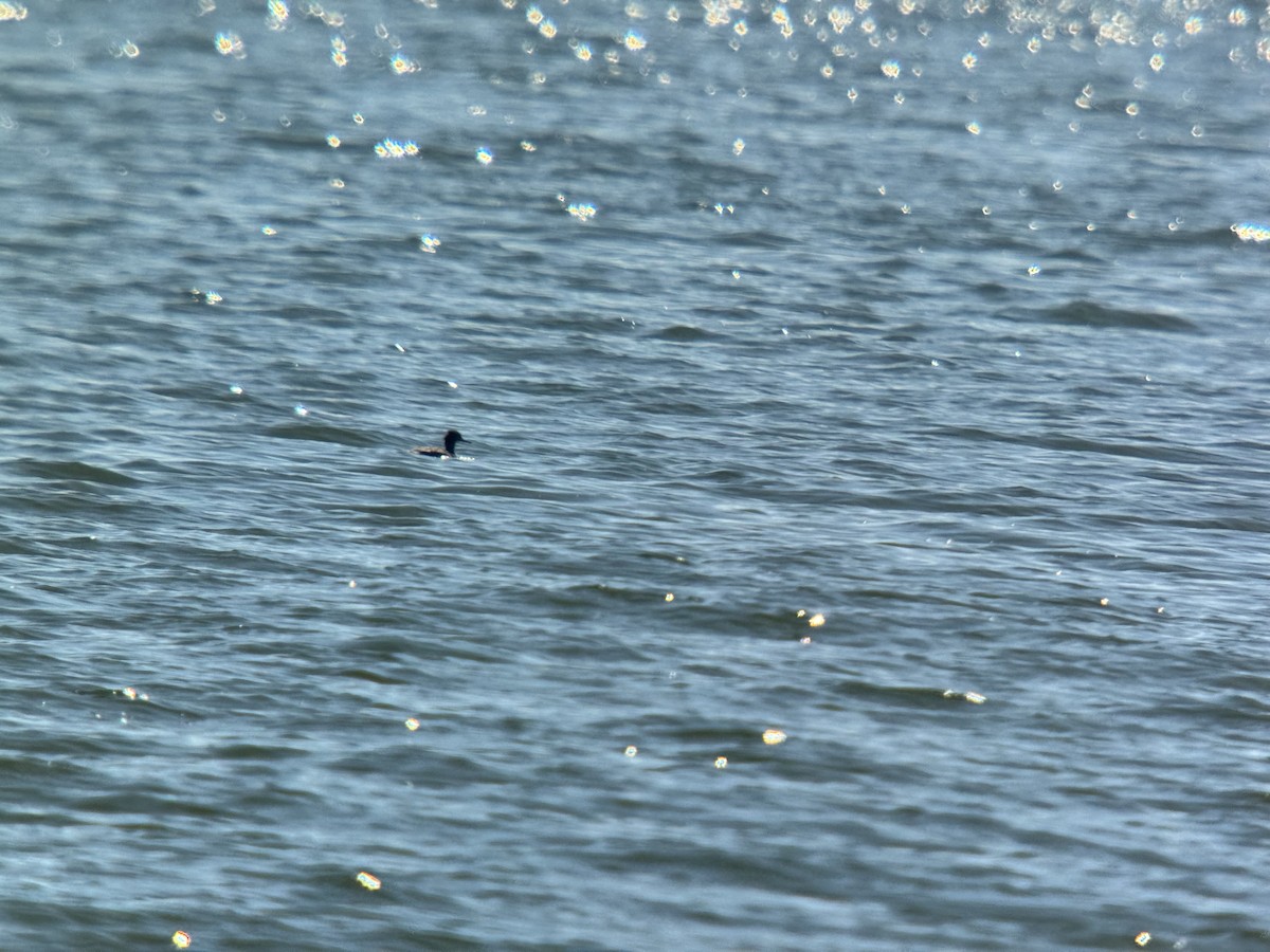 Red-breasted Merganser - ML631314885