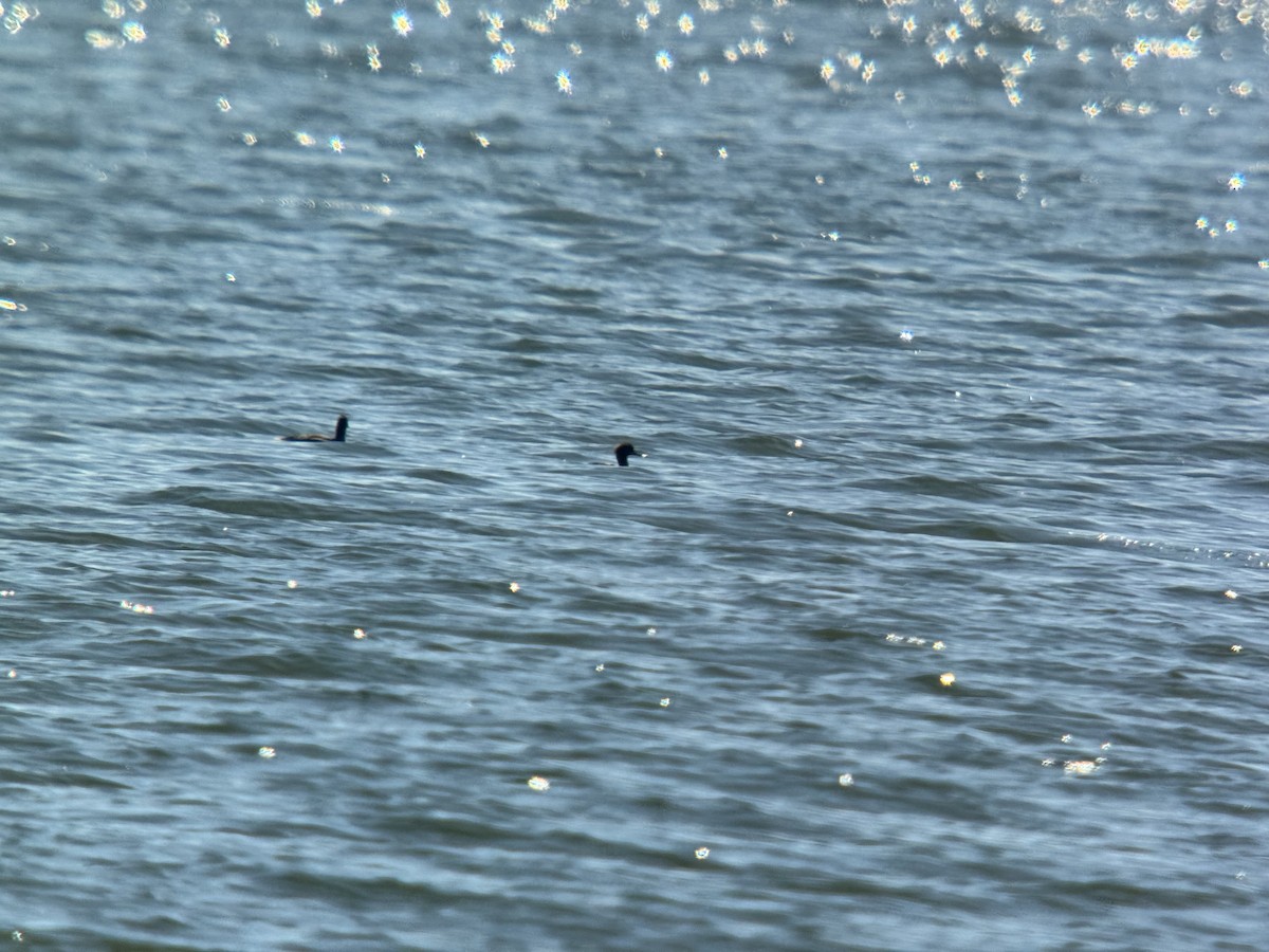 Red-breasted Merganser - ML631314904