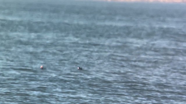 Surf Scoter - ML631314912