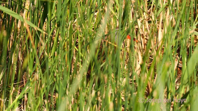 Water Rail - ML631314925