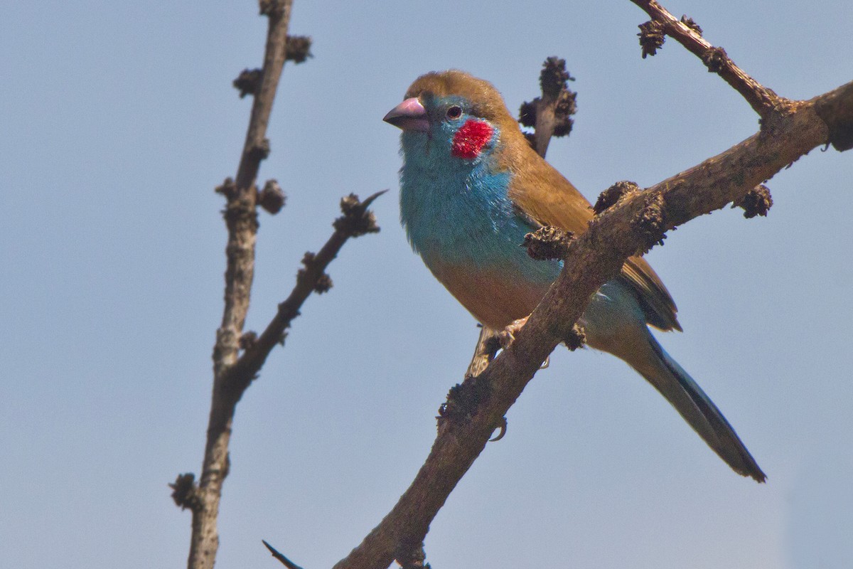 Red-cheeked Cordonbleu - ML631314929
