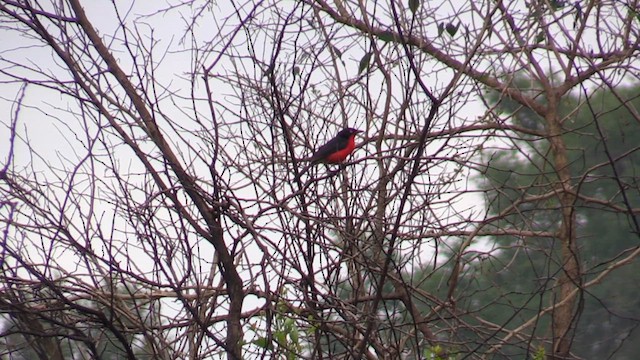 Bubú Cabecinegro - ML631314934
