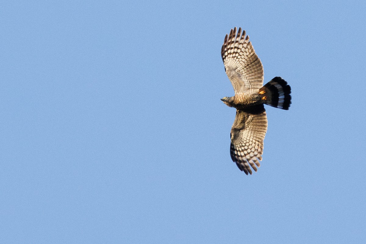 Hook-billed Kite (Grenada) - ML631314986
