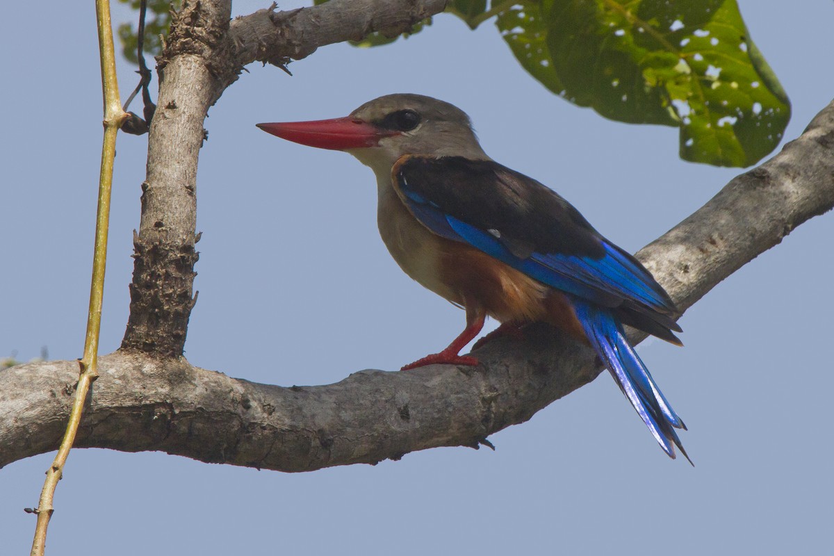 Gray-headed Kingfisher - ML631314992