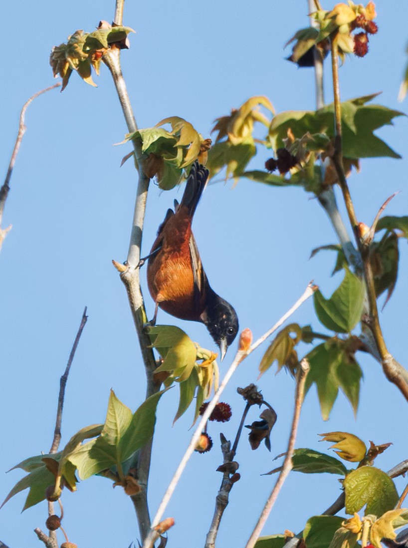 Orchard Oriole - ML631314998