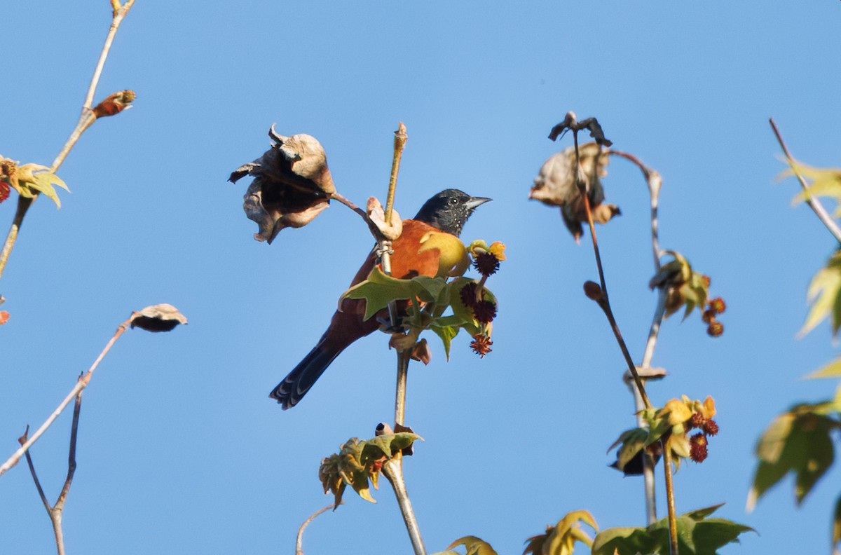 Orchard Oriole - ML631315028