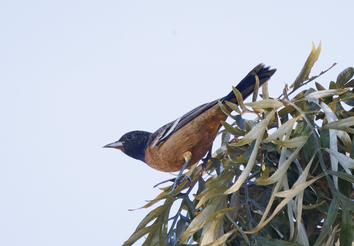 Orchard Oriole - ML631315030