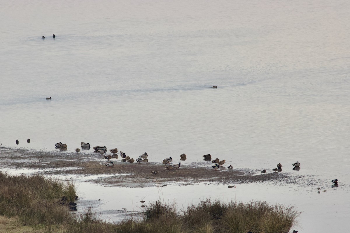 Mallard - ML631315038