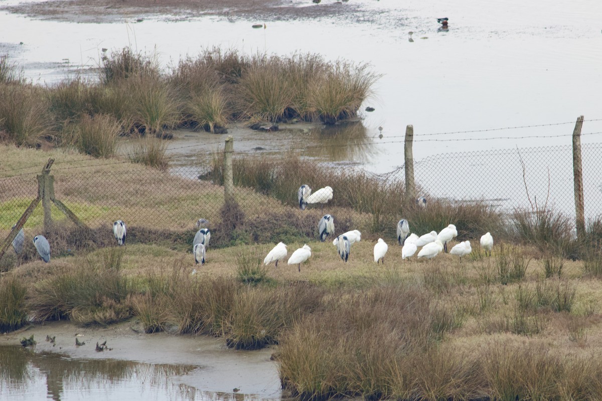 Gray Heron - ML631315073