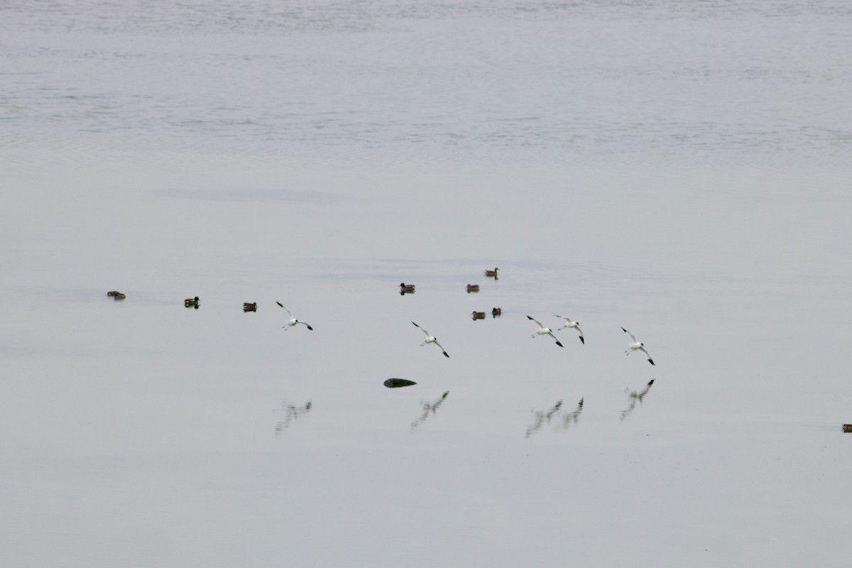 Pied Avocet - ML631315087
