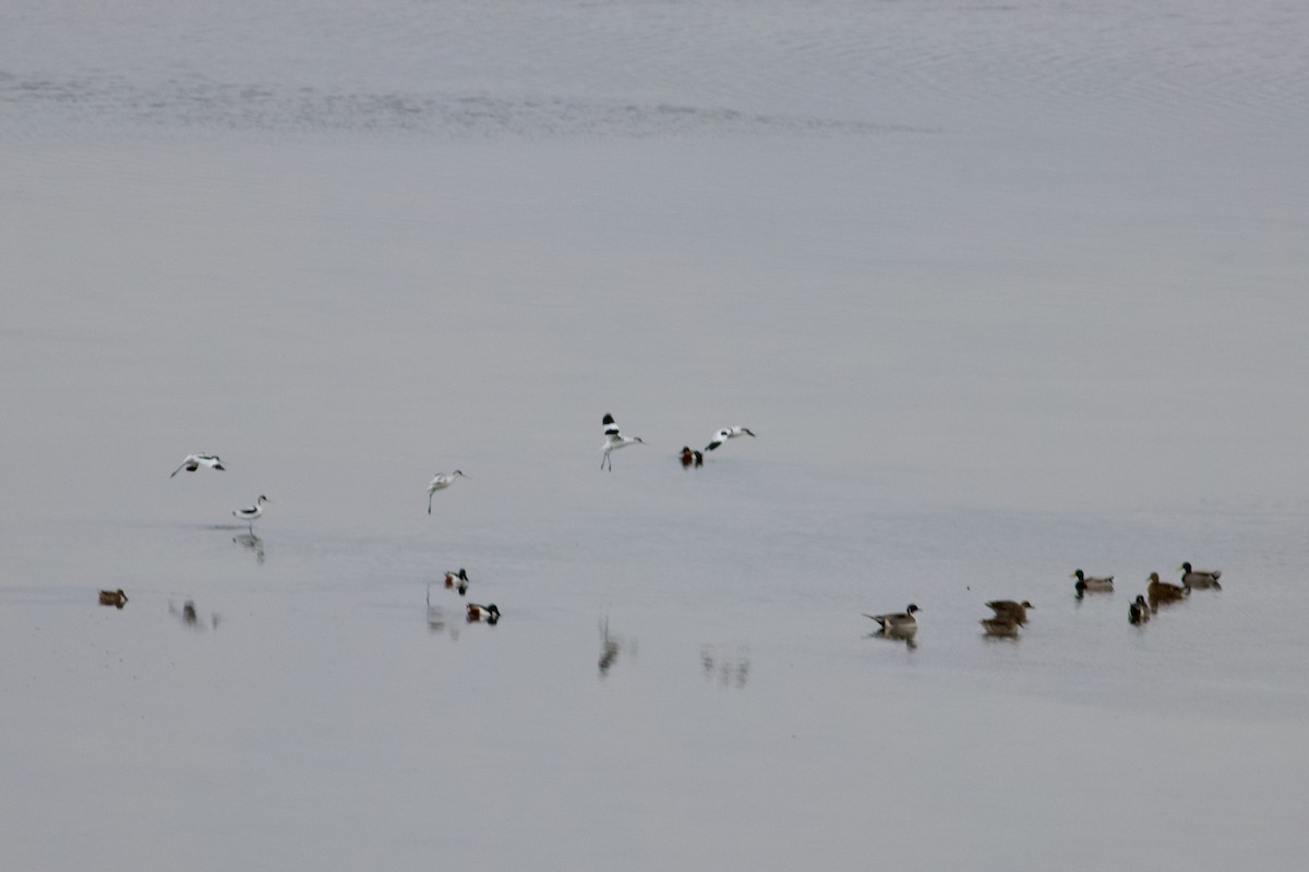 Pied Avocet - ML631315107