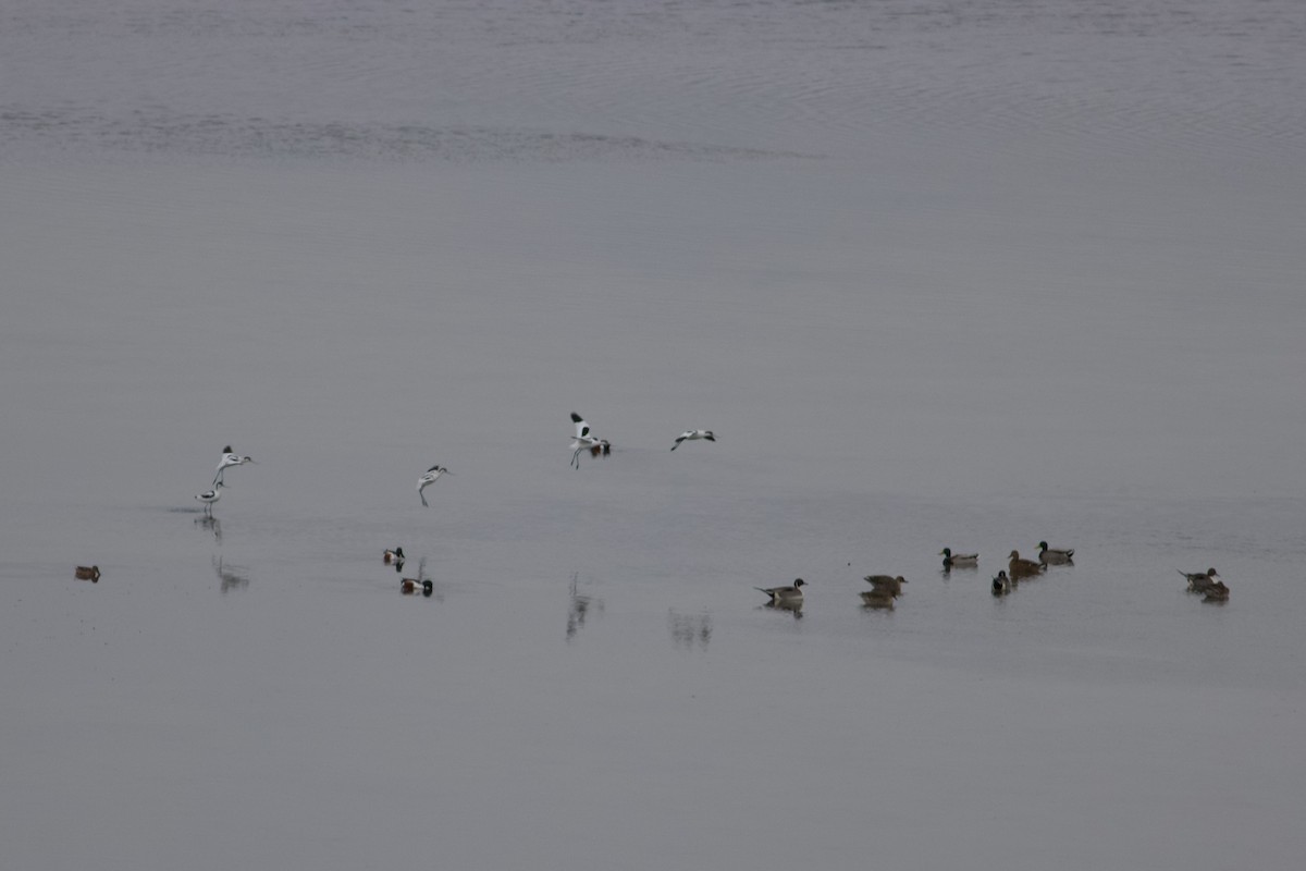 Northern Pintail - ML631315116