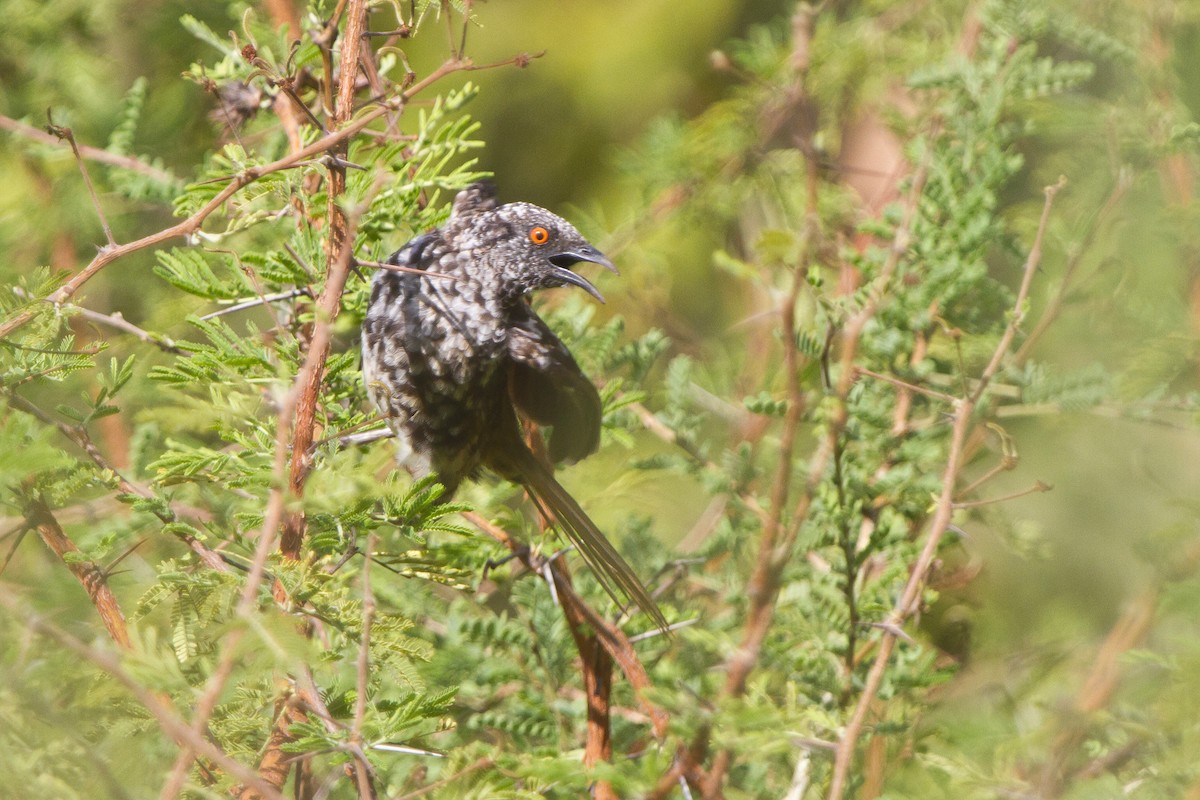 Hinde's Pied-Babbler - ML631315118
