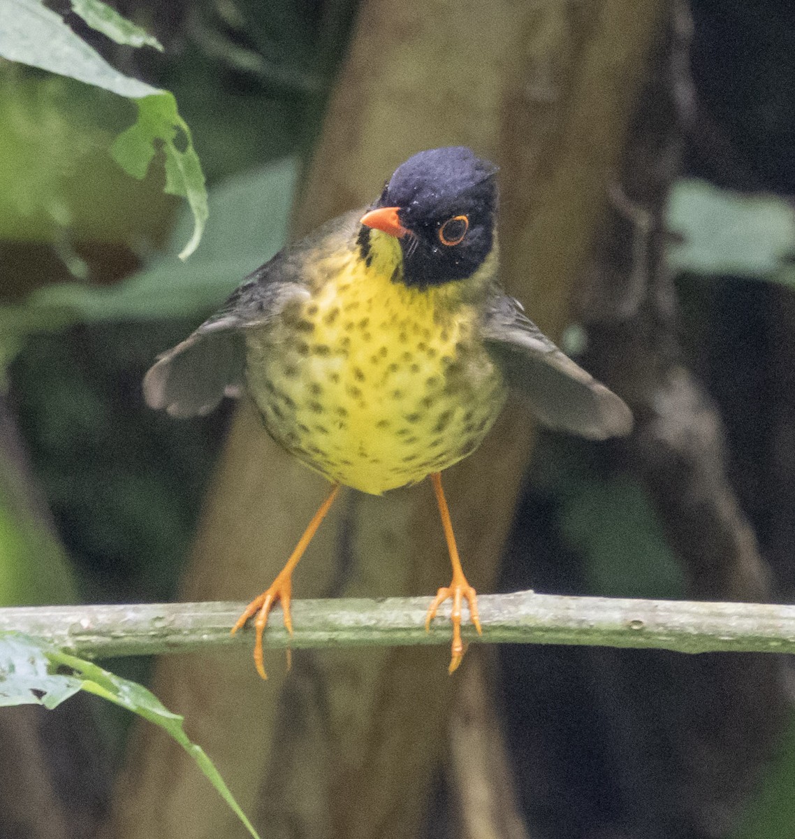Yellow-throated Nightingale-Thrush - ML631315166