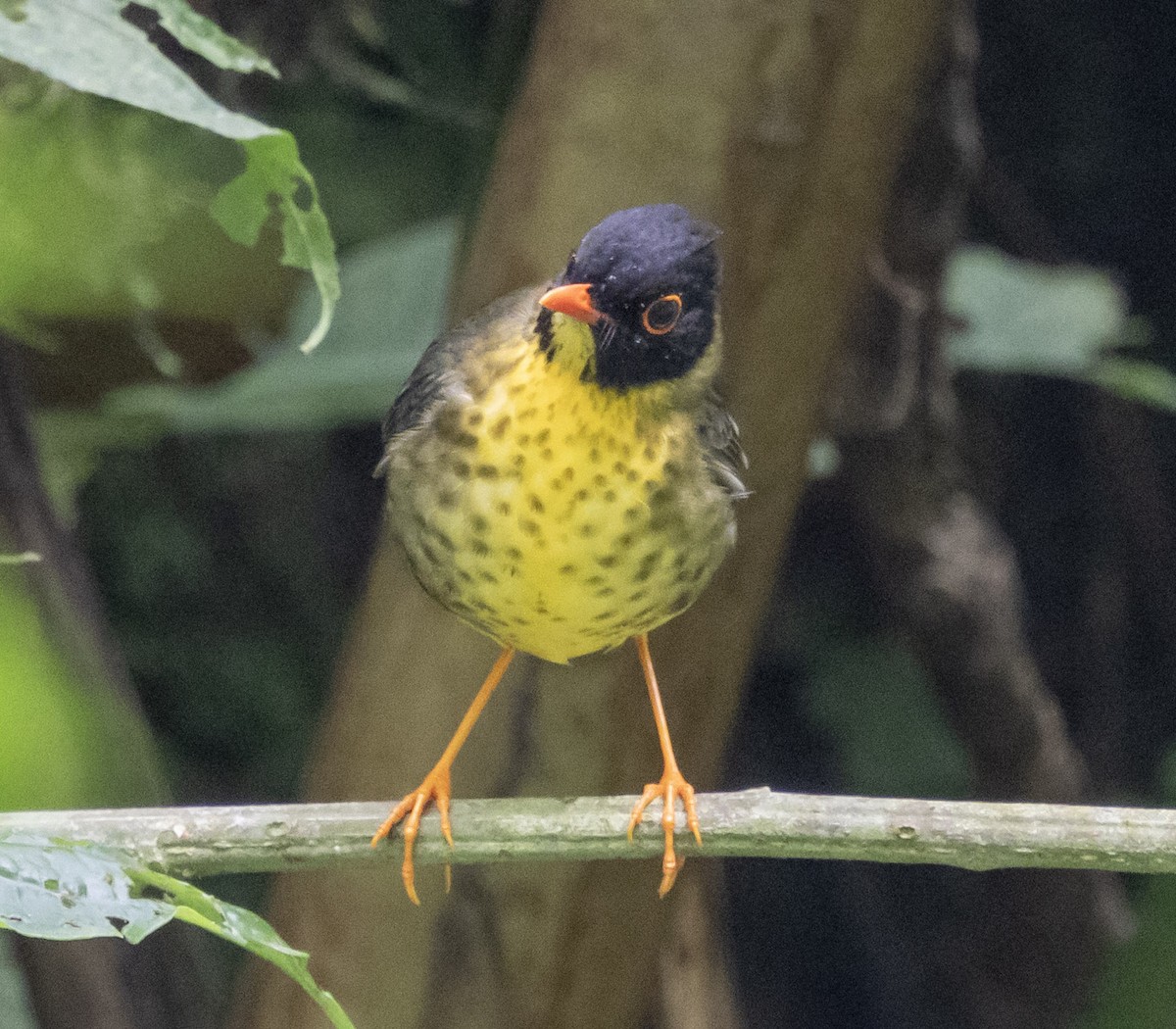 Yellow-throated Nightingale-Thrush - ML631315167