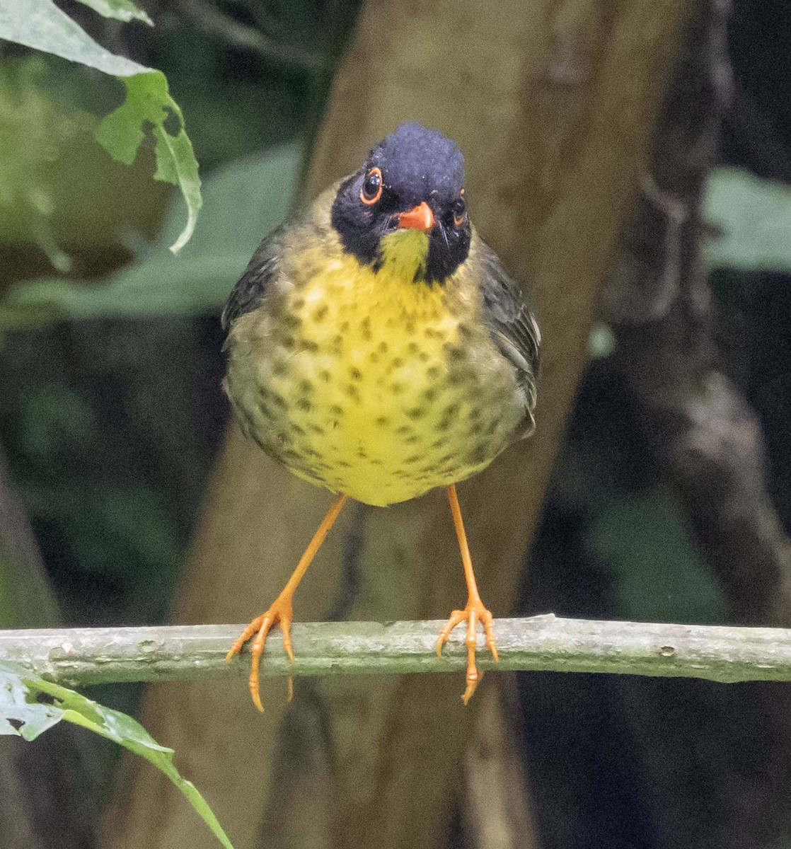 Yellow-throated Nightingale-Thrush - ML631315168