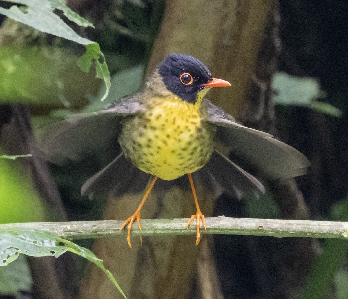 Yellow-throated Nightingale-Thrush - ML631315169
