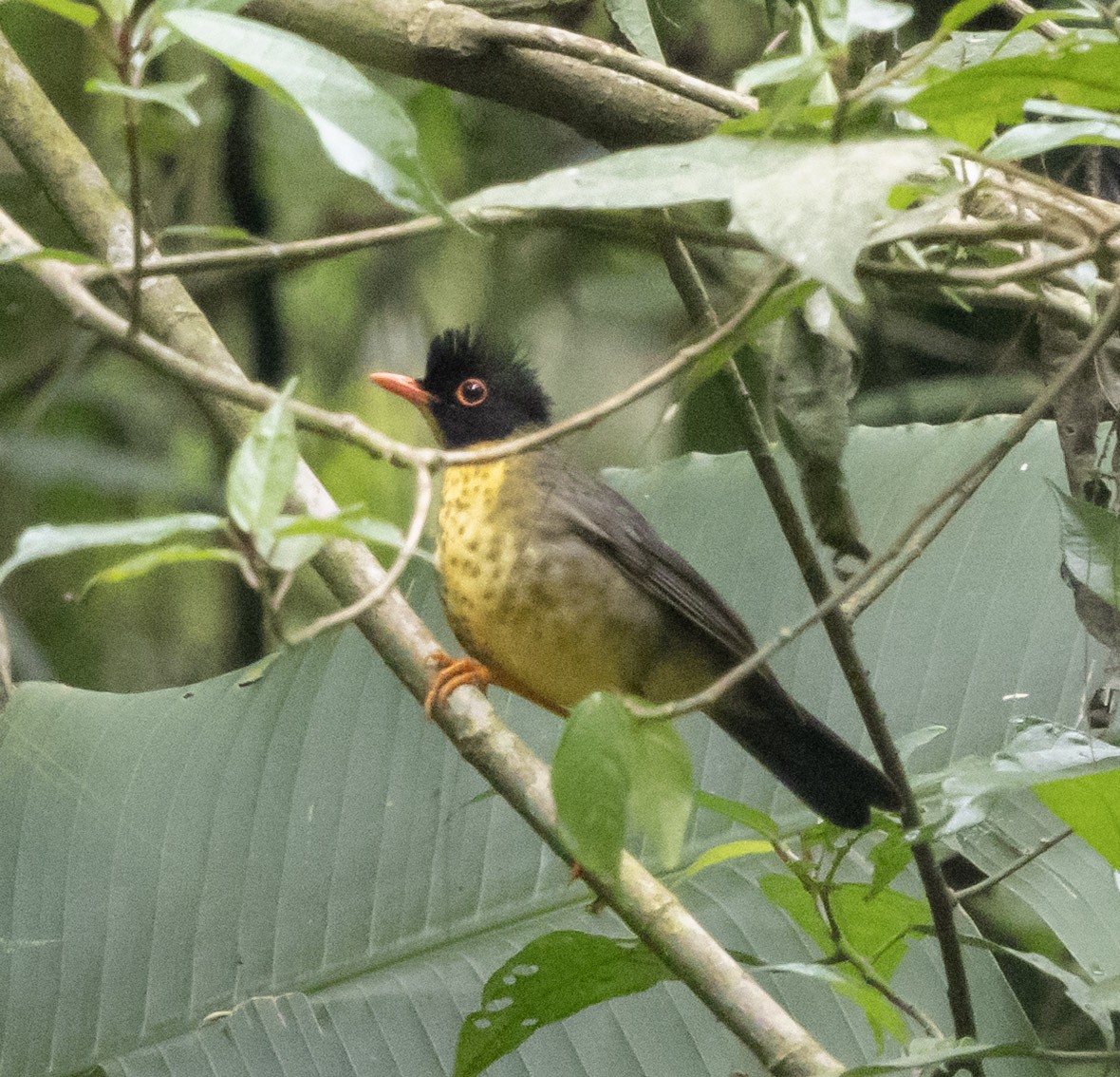 Yellow-throated Nightingale-Thrush - ML631315171