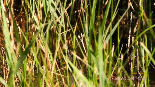 Water Rail - ML631315176