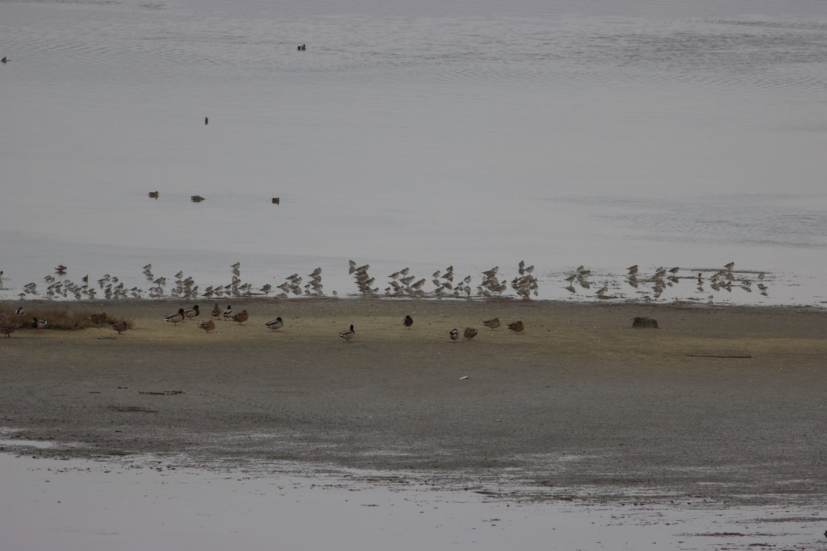 Black-bellied Plover - ML631315188