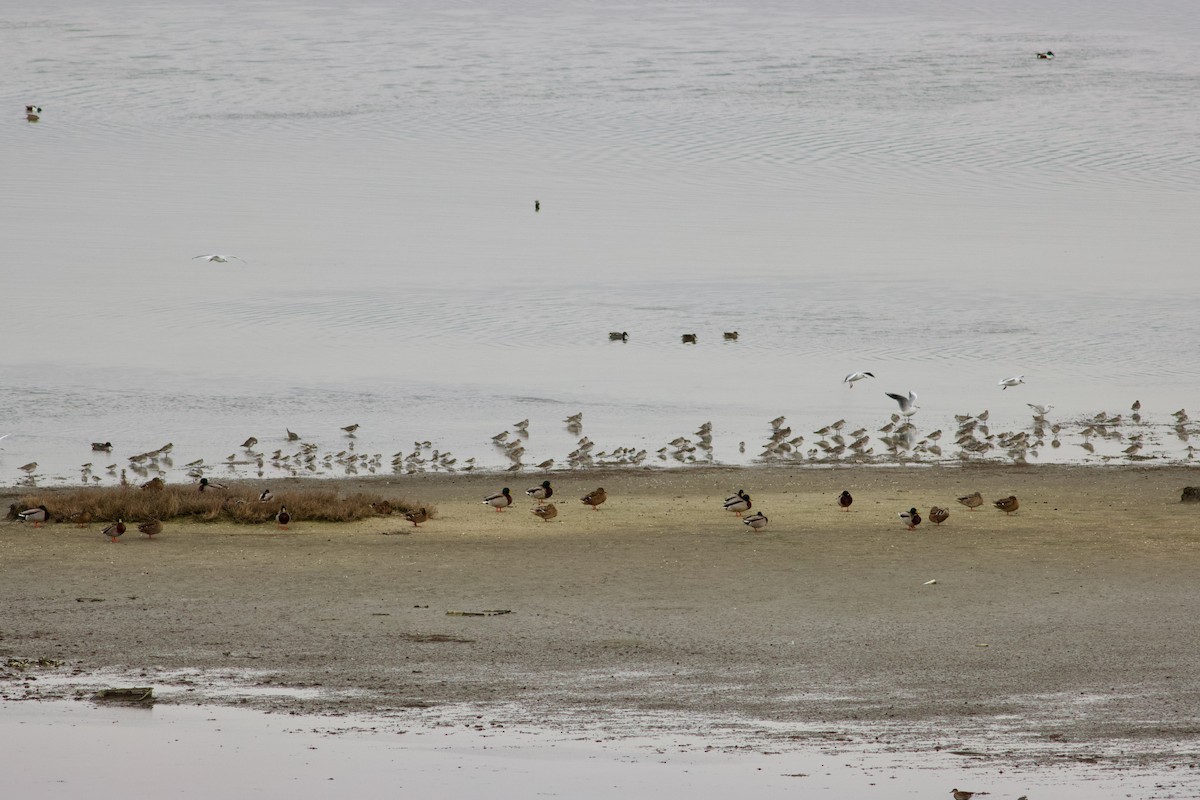 Black-bellied Plover - ML631315195