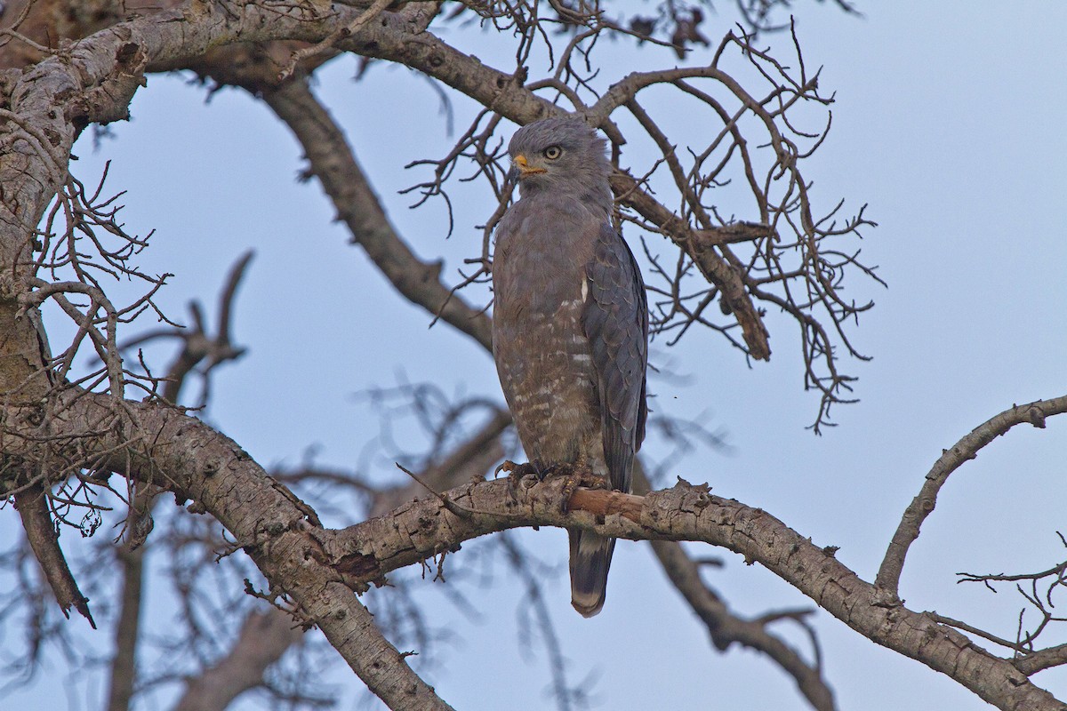Western Banded Snake-Eagle - ML631315203