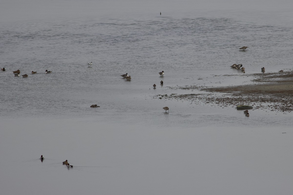 Northern Pintail - ML631315206