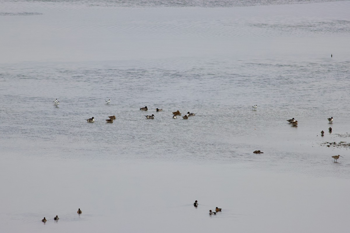 Northern Pintail - ML631315208